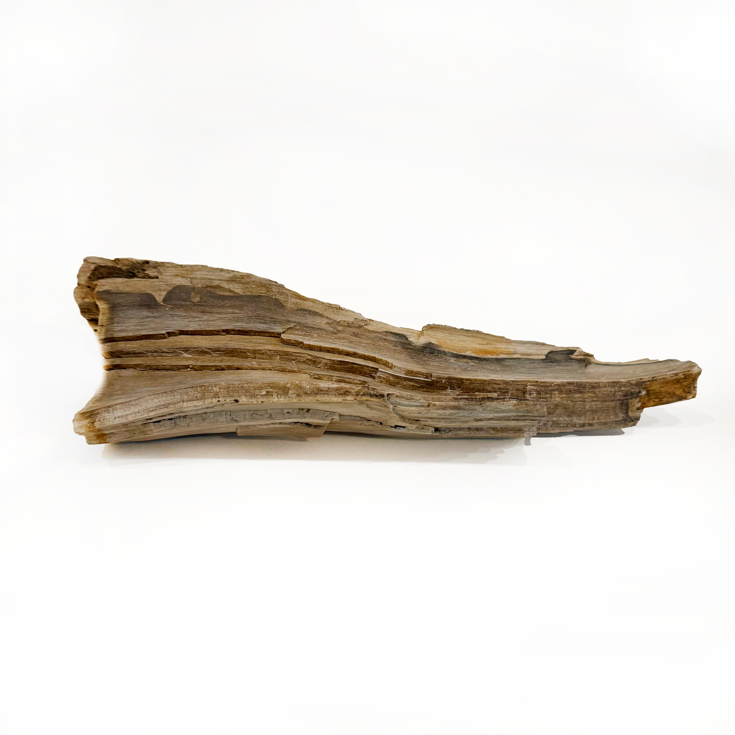 Petrified Wood