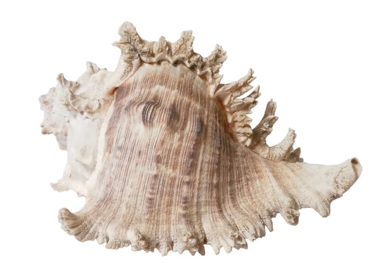 Murex Conch Shell