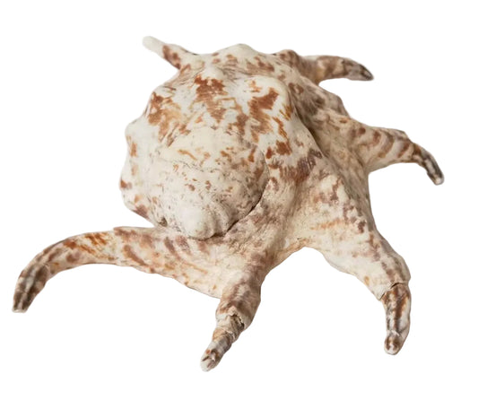 Chiragra Spider Conch Sea Shell
