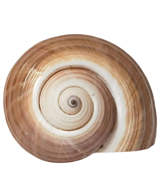Large Spiral Seashell