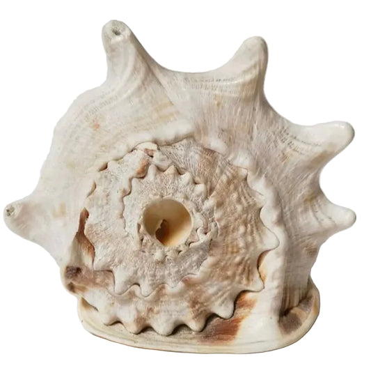 Queen Helmet Horned Shell
