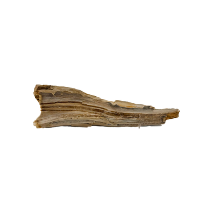 Petrified Wood